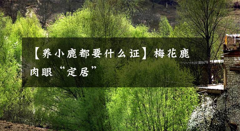 【养小鹿都要什么证】梅花鹿肉眼“定居”