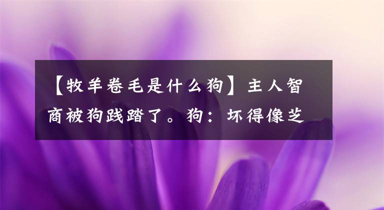 【牧羊卷毛是什么狗】主人智商被狗践踏了。狗:坏得像芝麻一样。有腿就不去。不带我去河边