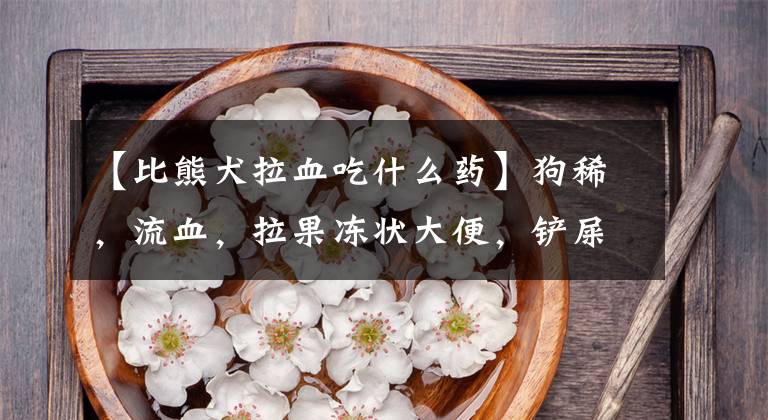 【比熊犬拉血吃什么药】狗稀，流血，拉果冻状大便，铲屎官该怎么办？