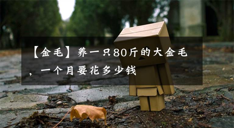 【金毛】养一只80斤的大金毛,一个月要花多少钱