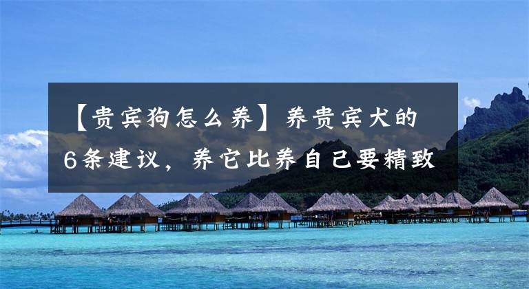 【贵宾狗怎么养】养贵宾犬的6条建议，养它比养自己要精致