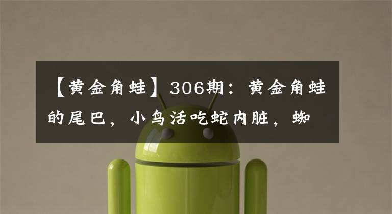 【黄金角蛙】306期：黄金角蛙的尾巴，小鸟活吃蛇内脏，蜘蛛叼着蛇飞奔