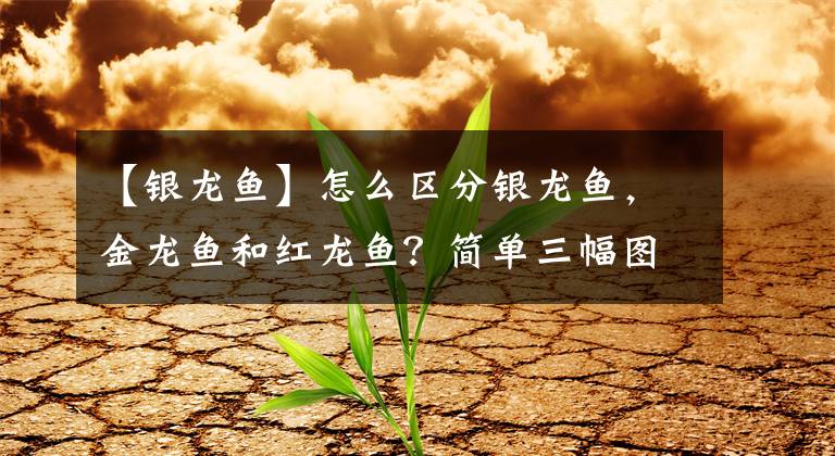 【银龙鱼】怎么区分银龙鱼,金龙鱼和红龙鱼?简单三幅图,一看便知