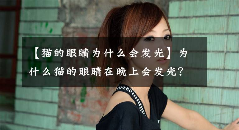 【猫的眼睛为什么会发光】为什么猫的眼睛在晚上会发光？