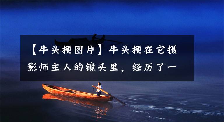 【牛头梗图片】牛头梗在它摄影师主人的镜头里，经历了一次又一次的时空穿越