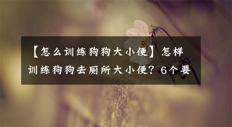 【怎么训练狗狗大小便】怎样训练狗狗去厕所大小便？6个要点，新手主人也能学会