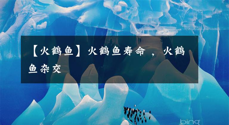 【火鹤鱼】火鹤鱼寿命 ,火鹤鱼杂交