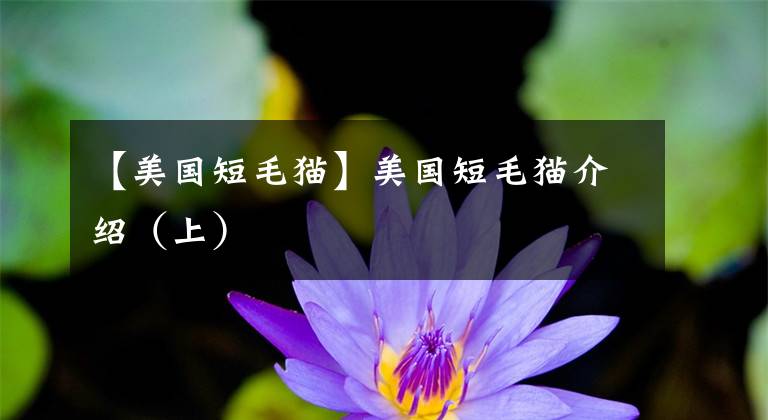 【美国短毛猫】美国短毛猫介绍(上)