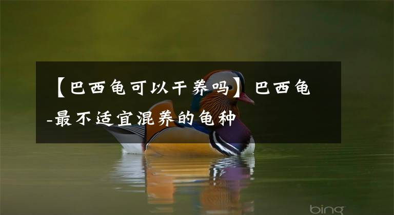 【巴西龟可以干养吗】巴西龟-最不适宜混养的龟种