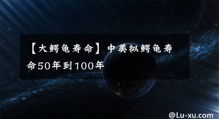 【大鳄龟寿命】中美拟鳄龟寿命50年到100年