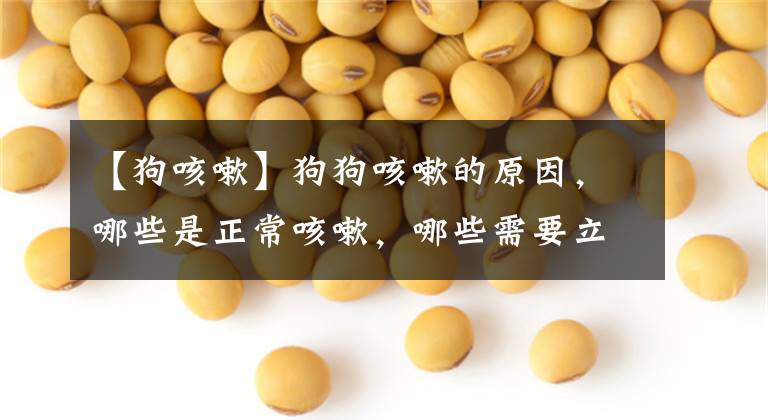 【狗咳嗽】狗狗咳嗽的原因，哪些是正常咳嗽，哪些需要立刻送医？