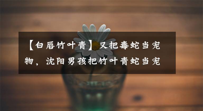 【白唇竹叶青】又把毒蛇当宠物，沈阳男孩把竹叶青蛇当宠物养，喂食过程中被咬伤