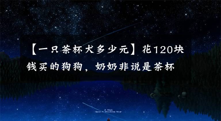【一只茶杯犬多少元】花120块钱买的狗狗，奶奶非说是茶杯犬