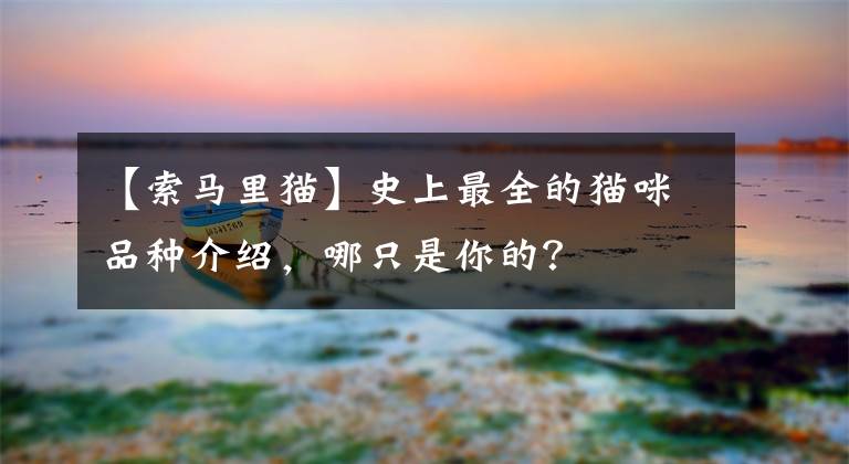 【索马里猫】史上最全的猫咪品种介绍,哪只是你的?