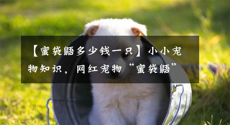 【蜜袋鼯多少钱一只】小小宠物知识，网红宠物“蜜袋鼯”