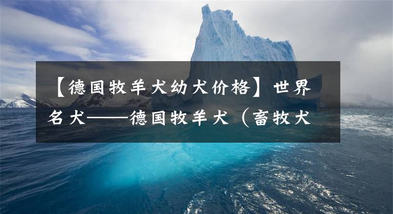 【德国牧羊犬幼犬价格】世界名犬——德国牧羊犬(畜牧犬)