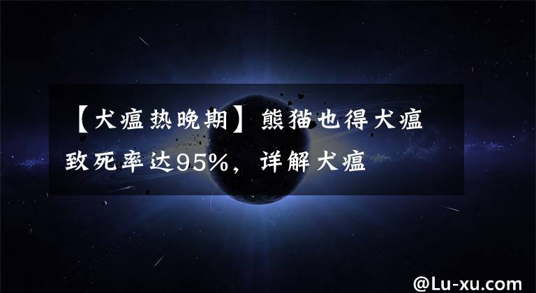 【犬瘟热晚期】熊猫也得犬瘟致死率达95%，详解犬瘟