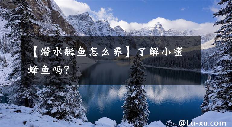 【潜水艇鱼怎么养】了解小蜜蜂鱼吗？