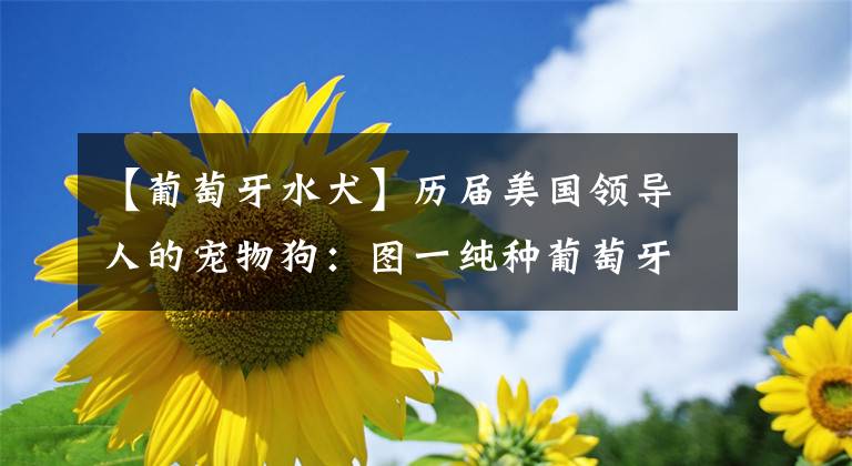 【葡萄牙水犬】历届美国领导人的宠物狗：图一纯种葡萄牙水犬，倒数第二人狗情深