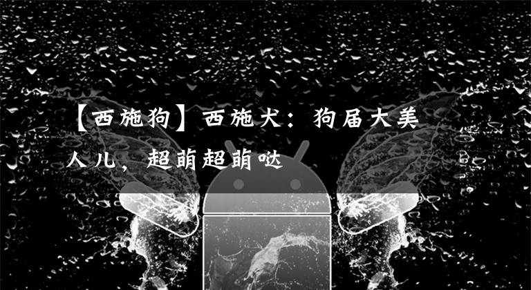 【西施狗】西施犬：狗届大美人儿，超萌超萌哒