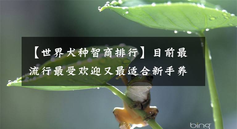 【世界犬种智商排行】目前最流行最受欢迎又最适合新手养最好养的10种宠物狗狗推荐