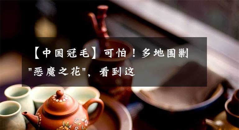 【中国冠毛】可怕！多地围剿"恶魔之花"，看到这种花请立刻上报
