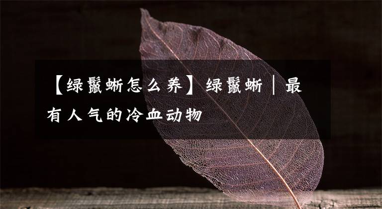 【绿鬣蜥怎么养】绿鬣蜥|最有人气的冷血动物