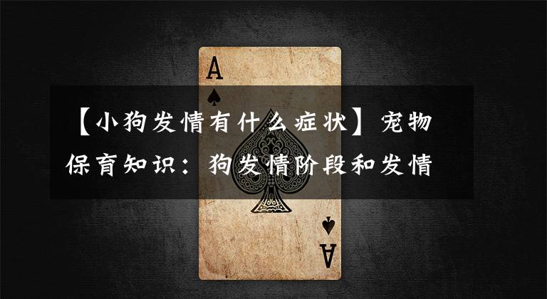 【小狗发情有什么症状】宠物保育知识:狗发情阶段和发情症状