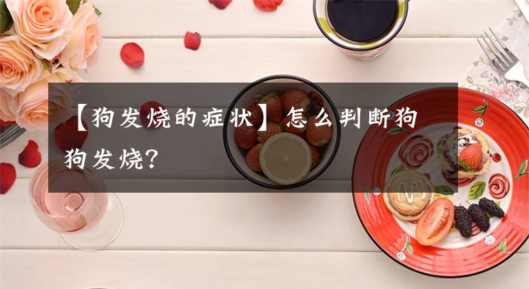 【狗发烧的症状】怎么判断狗狗发烧？