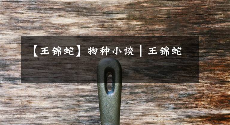 【王锦蛇】物种小谈┃王锦蛇