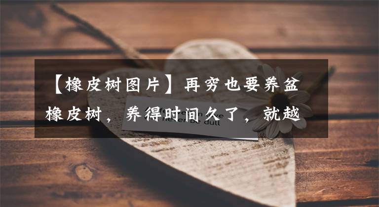 【橡皮树图片】再穷也要养盆橡皮树，养得时间久了，就越值钱