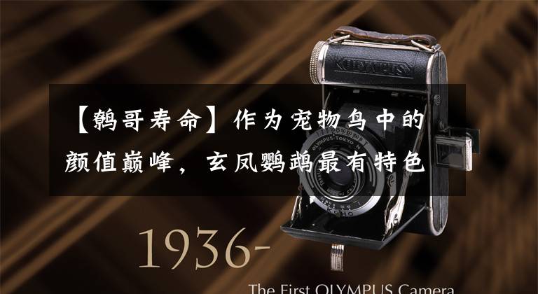 【鹩哥寿命】作为宠物鸟中的颜值巅峰，玄凤鹦鹉最有特色的就是这对小腮红了