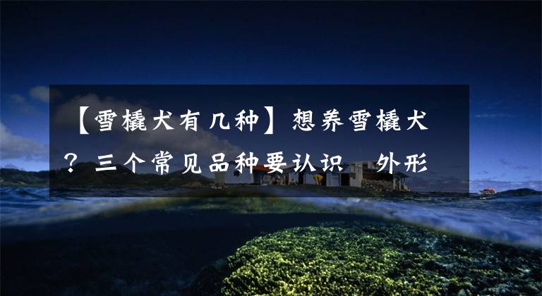 【雪橇犬有几种】想养雪橇犬？三个常见品种要认识　外形性格怎分辨？