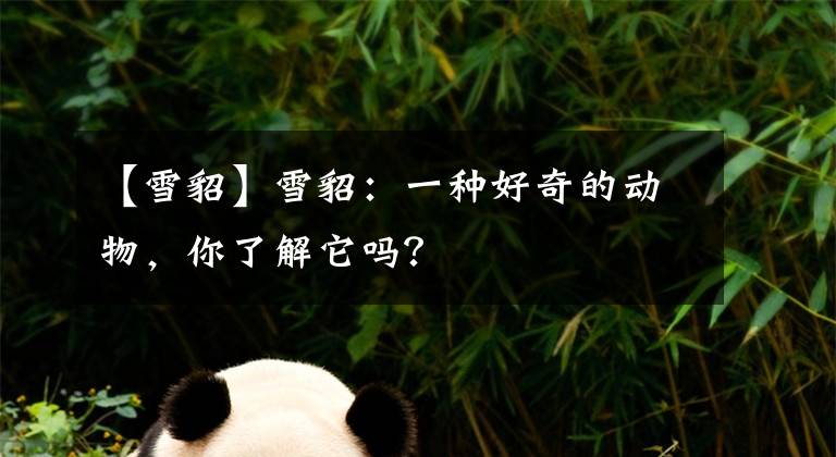 【雪貂】雪貂:一种好奇的动物,你了解它吗?