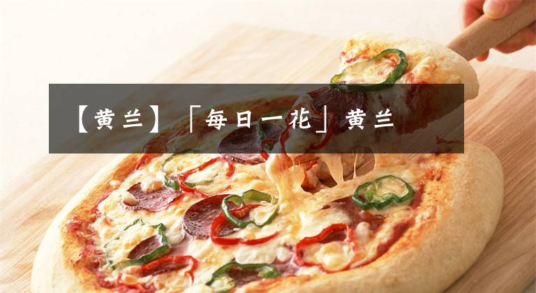 【黄兰】「每日一花」黄兰