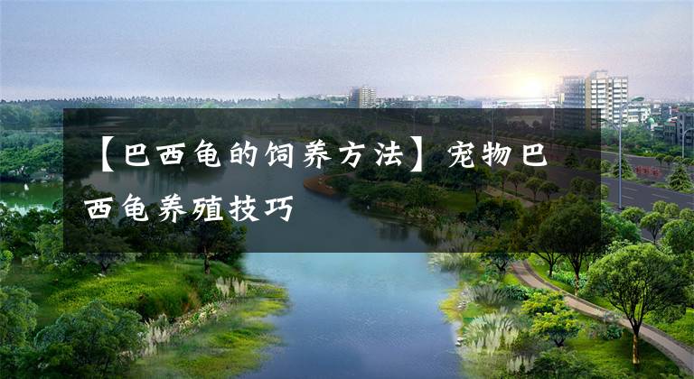 【巴西龟的饲养方法】宠物巴西龟养殖技巧