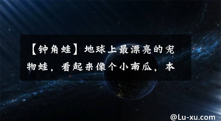 【钟角蛙】地球上最漂亮的宠物蛙,看起来像个小南瓜,本性十分凶残