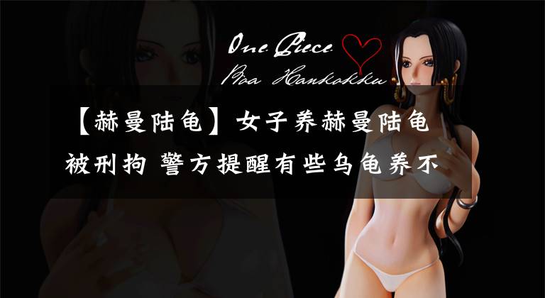【赫曼陆龟】女子养赫曼陆龟被刑拘 警方提醒有些乌龟养不得
