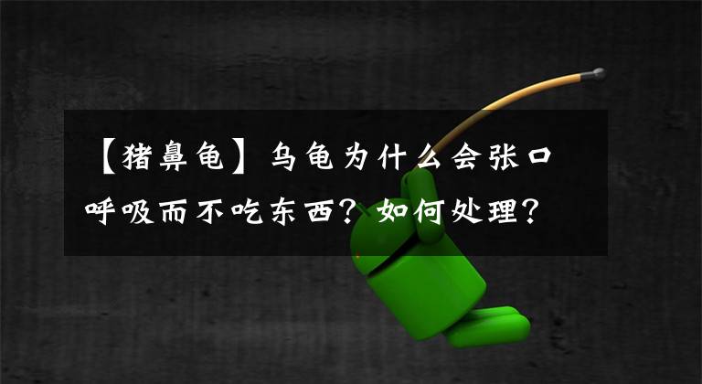 【猪鼻龟】乌龟为什么会张口呼吸而不吃东西?如何处理?