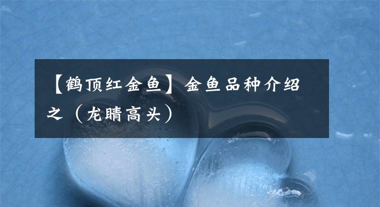 【鹤顶红金鱼】金鱼品种介绍之（龙睛高头）
