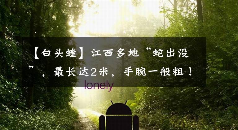 【白头蝰】江西多地“蛇出没”，最长达2米，手腕一般粗！