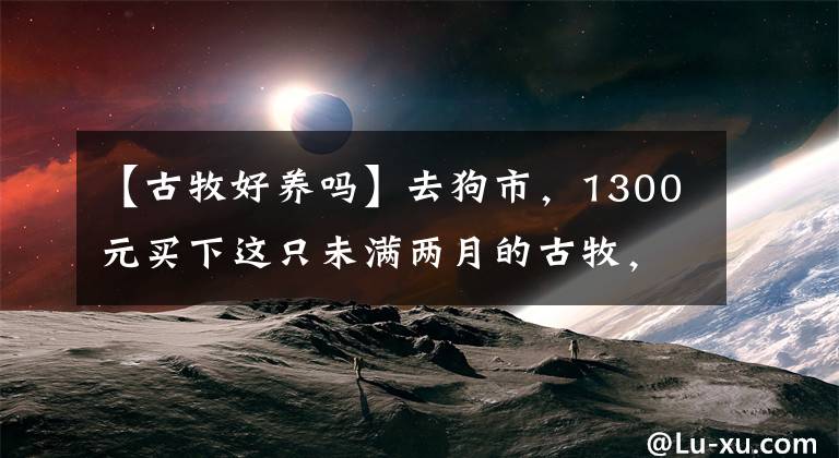 【古牧好养吗】去狗市，1300元买下这只未满两月的古牧，我们的噩梦就开始了