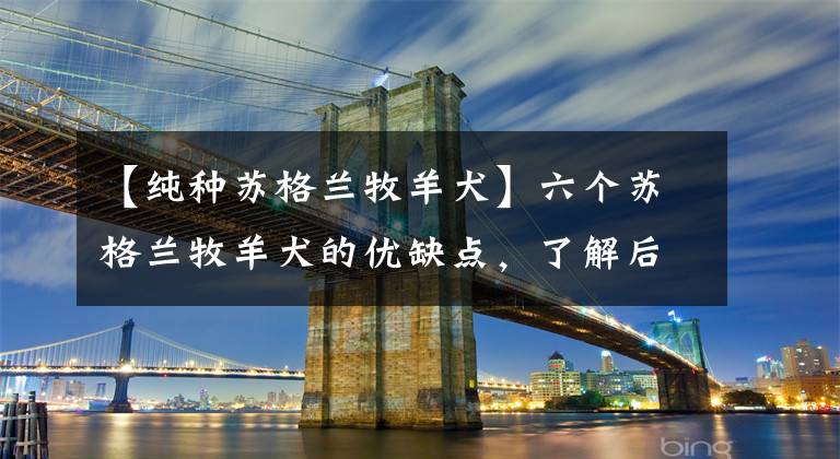 【纯种苏格兰牧羊犬】六个苏格兰牧羊犬的优缺点，了解后你也可以拥有一支灵犬莱西