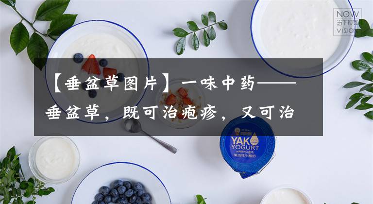 【垂盆草图片】一味中药——垂盆草，既可治疱疹，又可治肝炎，建议收藏