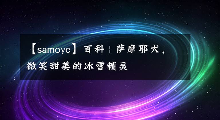 【samoye】百科 | 萨摩耶犬，微笑甜美的冰雪精灵