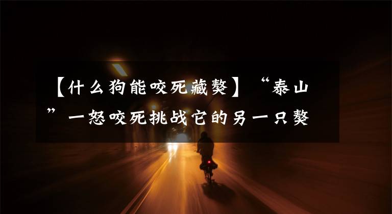 【什么狗能咬死藏獒】“泰山”一怒咬死挑战它的另一只獒王，原来为了卓玛啦的红纱巾