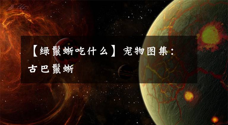 【绿鬣蜥吃什么】宠物图集:古巴鬣蜥