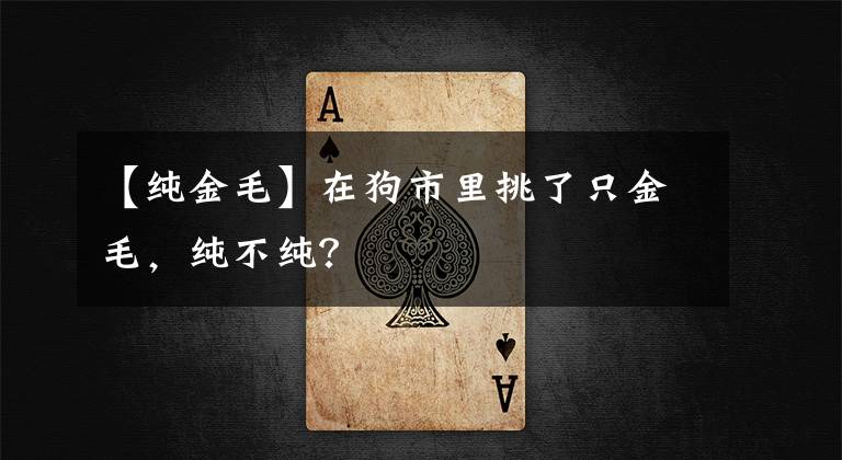 【纯金毛】在狗市里挑了只金毛，纯不纯？
