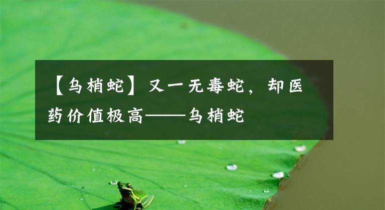 【乌梢蛇】又一无毒蛇，却医药价值极高——乌梢蛇