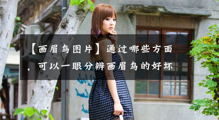 【画眉鸟图片】通过哪些方面，可以一眼分辨画眉鸟的好坏？